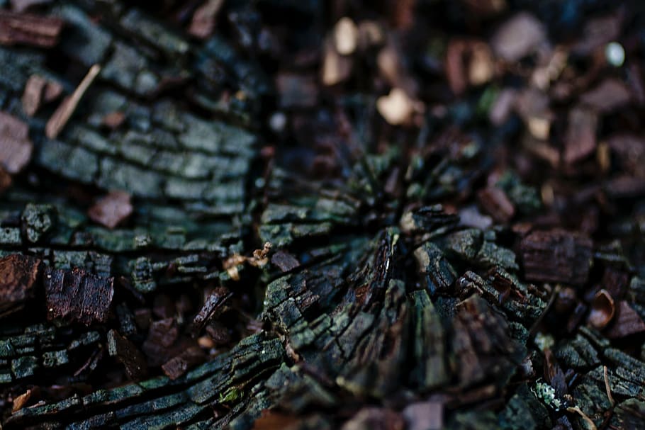 untitled, nature, landscape, soil, tree, bark, trunk, insect HD wallpaper