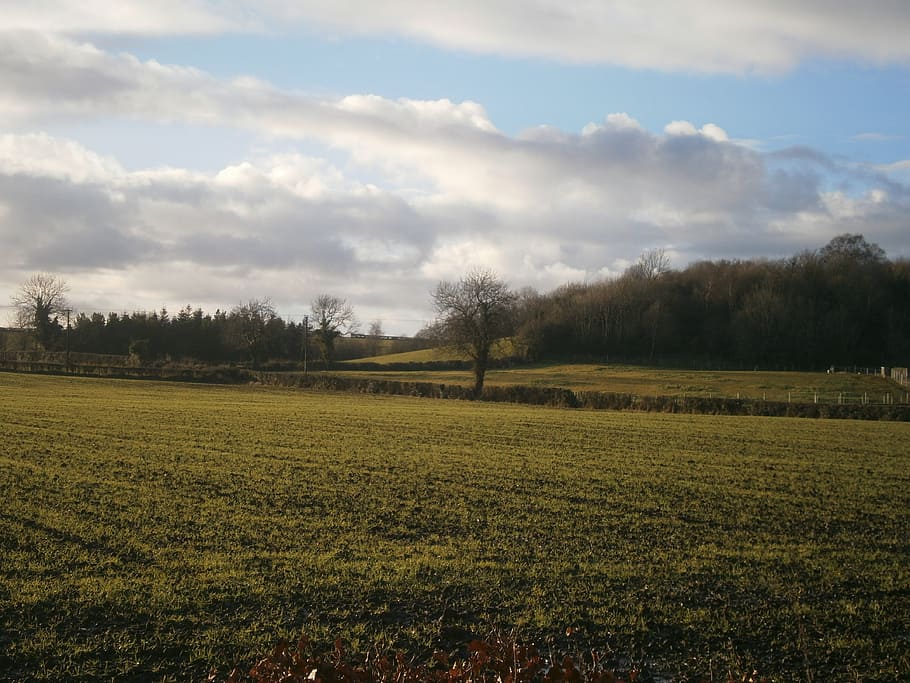 field, sunny, trees, landscape, wilderness, scenery, natural HD wallpaper