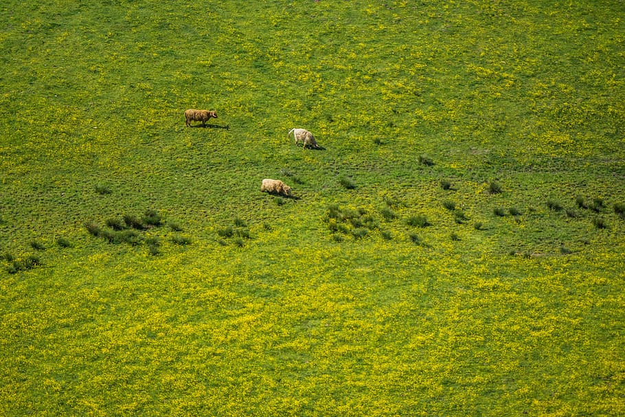 bird's eye photography of green grass field, two white and one brown animal on grass during daytime HD wallpaper