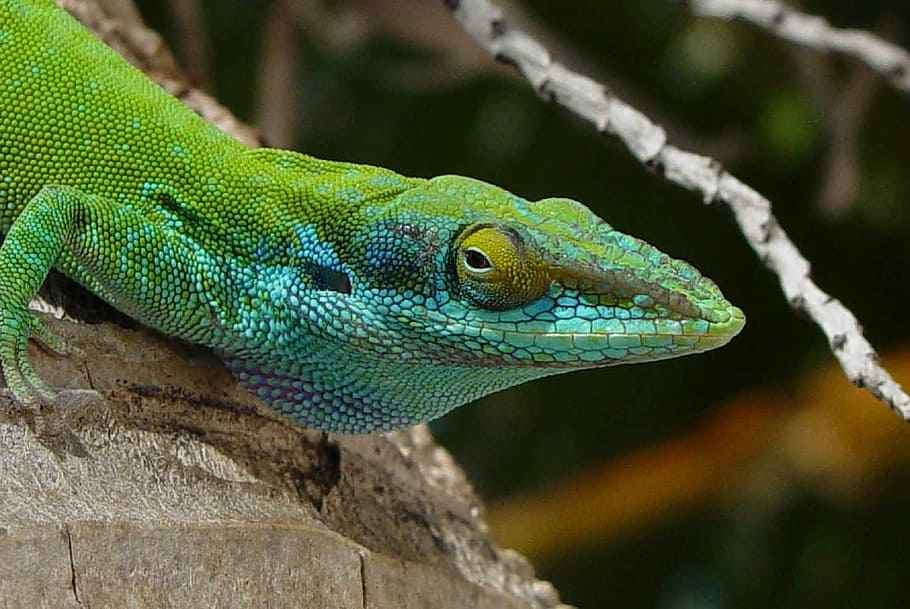 green iguana, lizard, head, macro, reptile, tropical, desert HD wallpaper