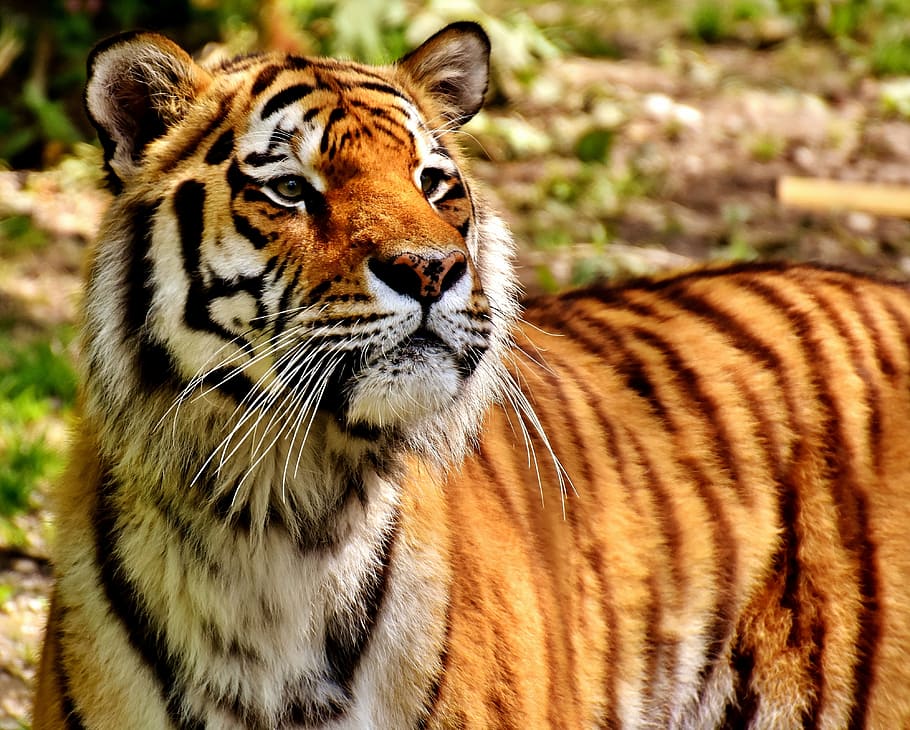 selective focus photo of brown and black tiger, predator, fur HD wallpaper
