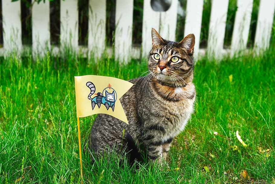 brown tabby cat, animal, pet, yard, lawn, domestic, feline HD wallpaper