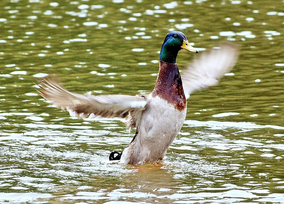 animal, nature, live, animal themes, bird, vertebrate, animals in the wild HD wallpaper