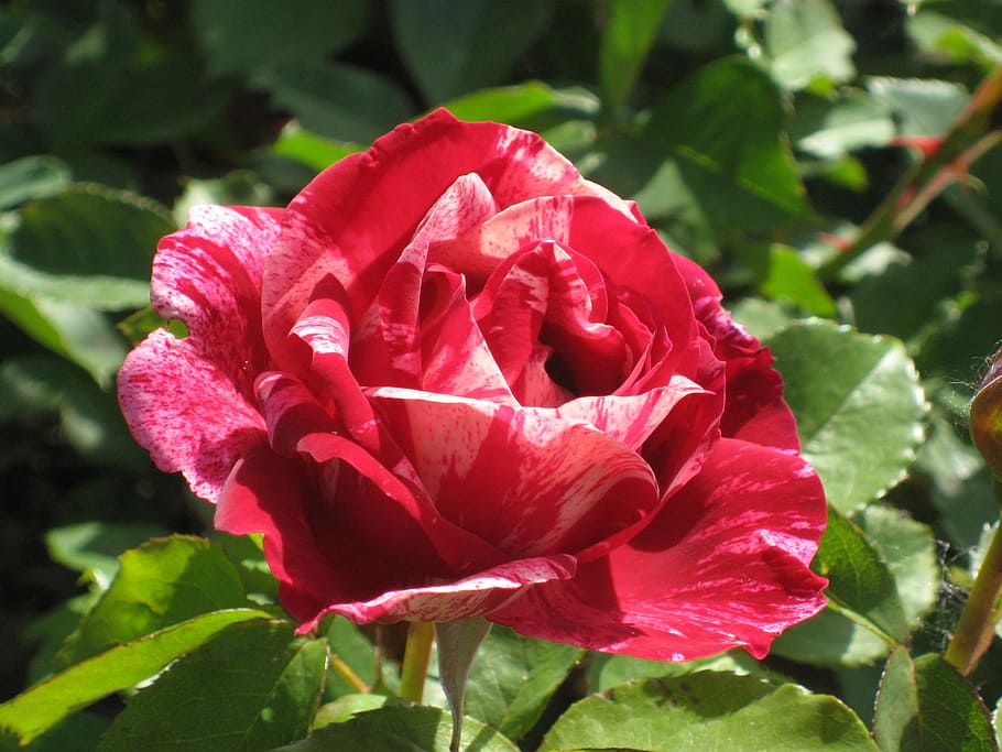 rose, summer, blossom, bloom, pink rose, flower, nature, garden rose HD wallpaper