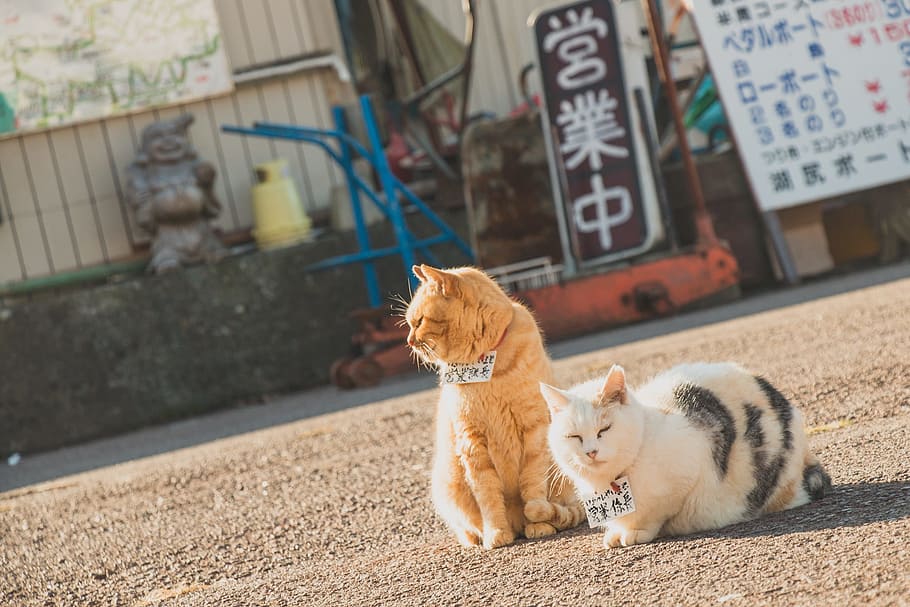 nature, animals, cute, cats, mammal, animal themes, domestic animals HD wallpaper