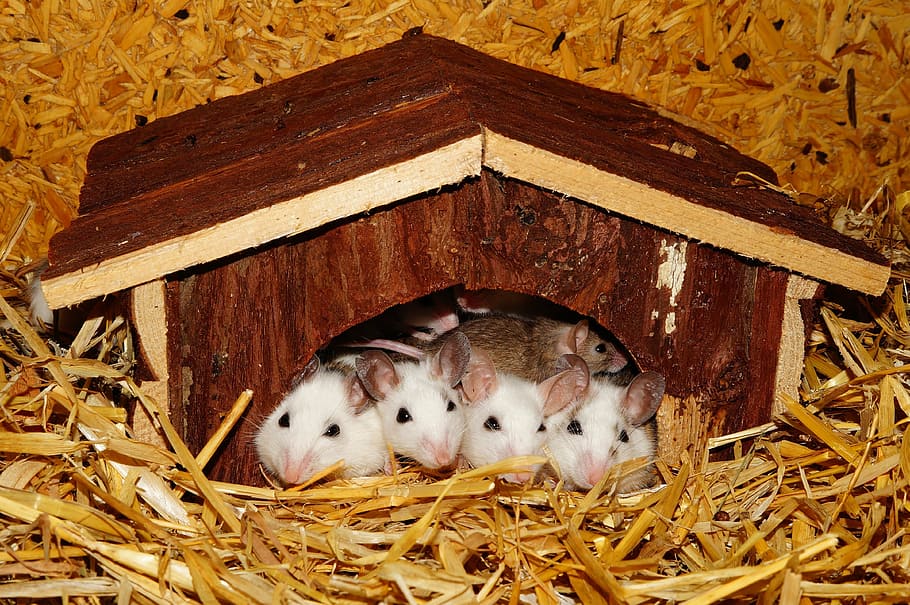 four white hamsters inside brown wooden house, mastomys, cottage
