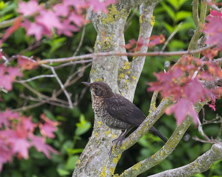 bird, thrush, maple, animal, animal themes, one animal, vertebrate HD wallpaper