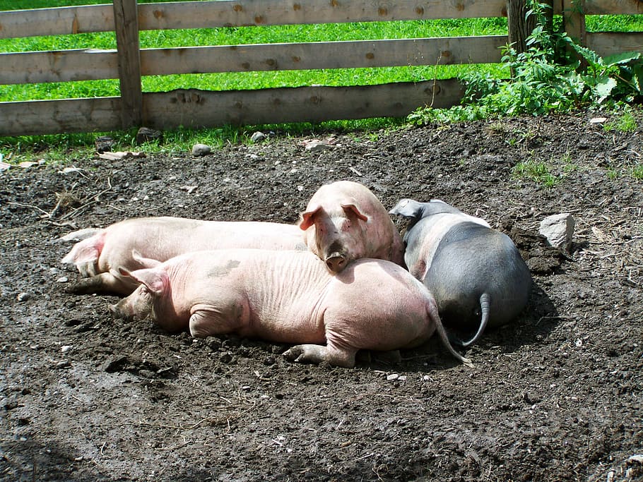Piglets, Pigs, Rest, Farm, rural landscape, animal, animal themes HD wallpaper