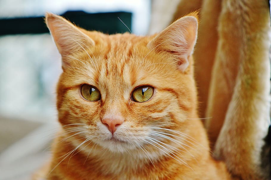 cat, red, cute, mackerel, tiger, sweet, cuddly, animal, domestic cat HD wallpaper