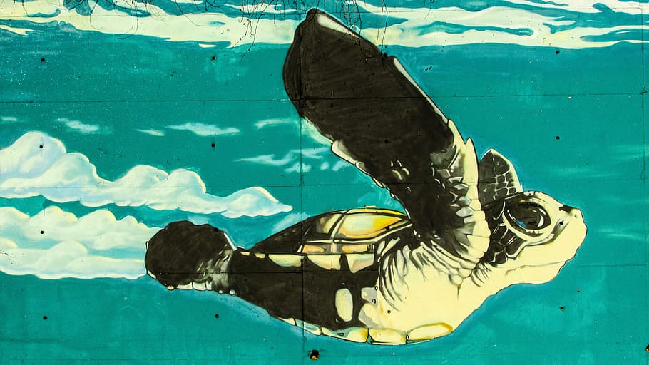 Graffiti, Sea Turtle, Environment, ecology, protecting, underwater HD wallpaper