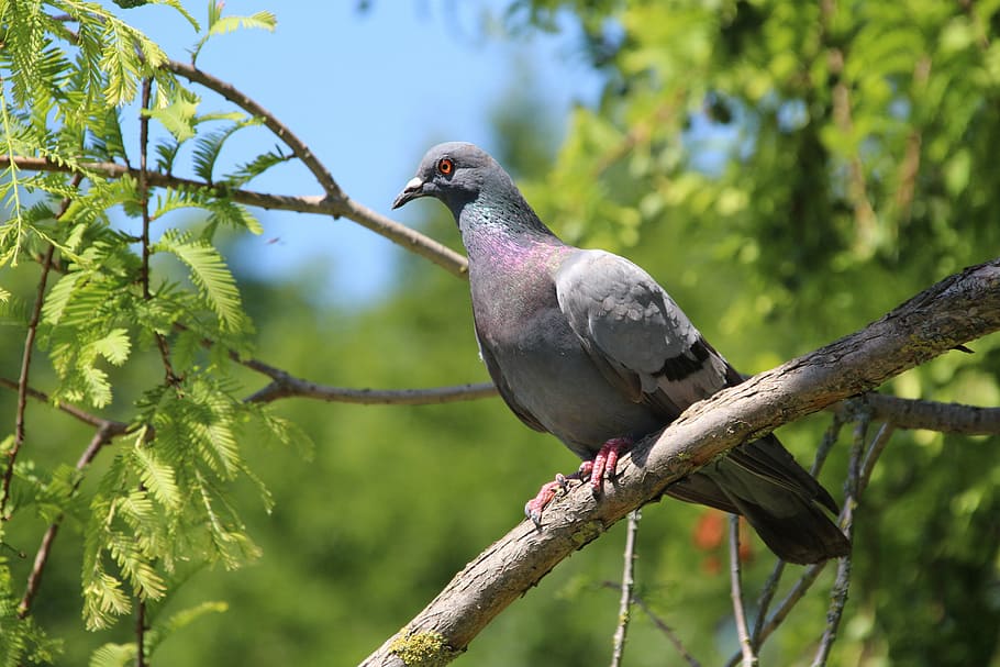 Dove, Branch, Bird, animal wildlife, animals in the wild, one animal HD wallpaper