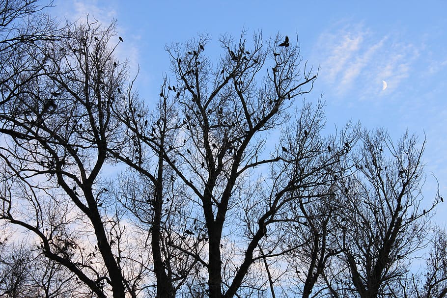 black, crows, fall, flock, moon, sky, trees, autumn, birds HD wallpaper