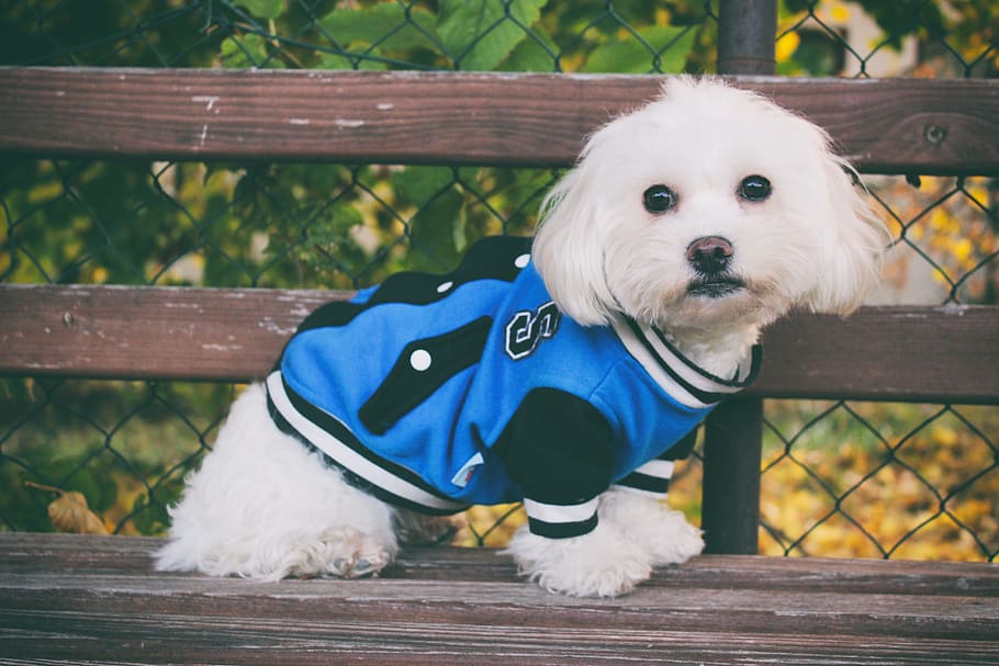 maltese dog, autumn, white, cute, foliage, leaf, animal, pets, HD wallpaper