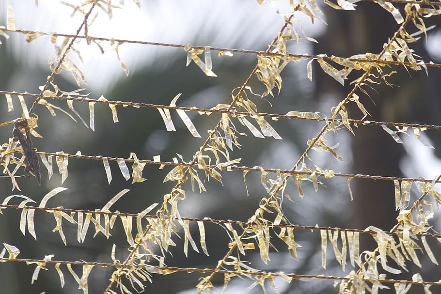 outdoors, winter, flora, tree, nature, margin, closeup, frame HD wallpaper