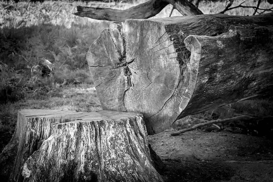 tree, tree stump, log, like, sawed off, wood, forestry, dead HD wallpaper
