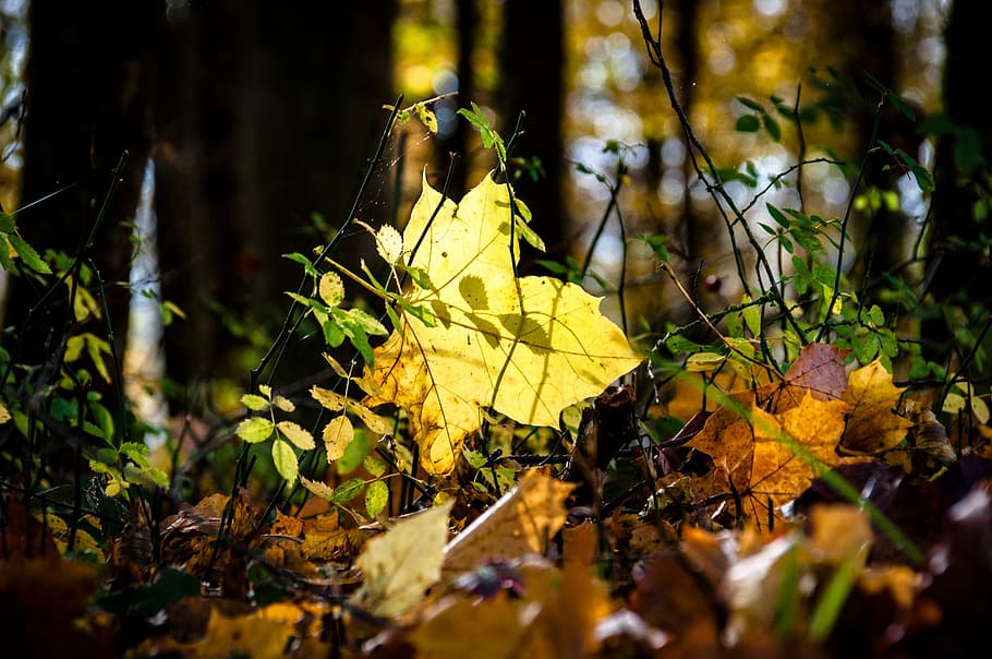 autumn, light, leaf, tree, forest, golden autumn, leaves, nature HD wallpaper