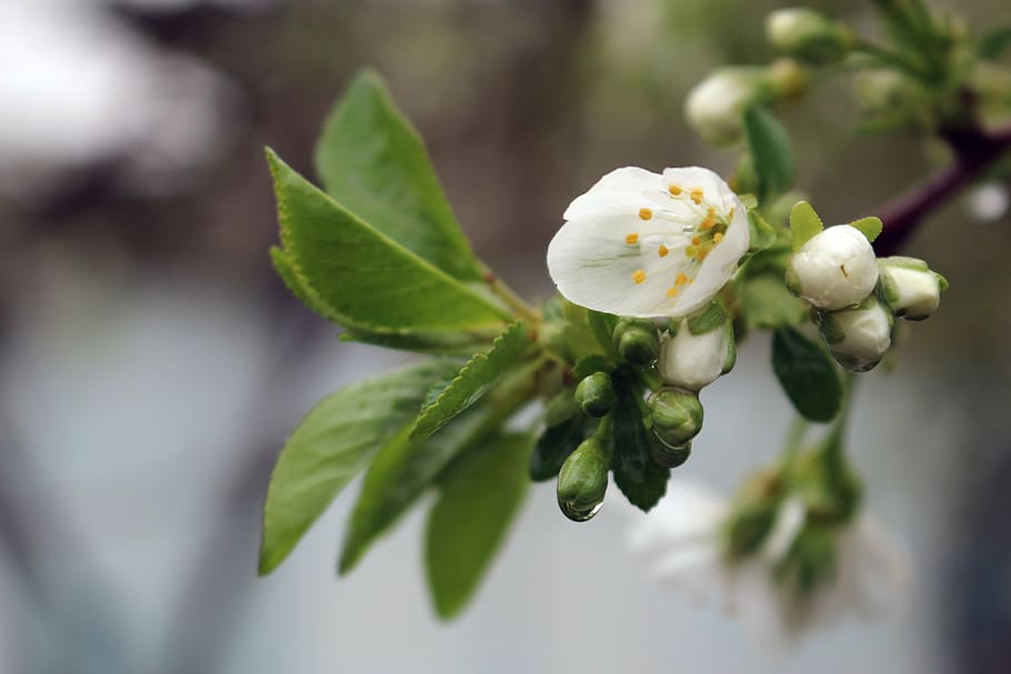 cherry, rain, flower, wet, spring, season, branch, bloom, plant HD wallpaper