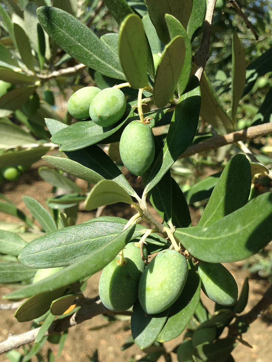 olives, olive tree, sicily, oelfrucht, olive branch, plant HD wallpaper