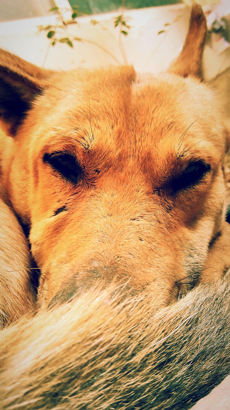 dog, cute, loyalty, animal, pets, canine, one animal, mammal HD wallpaper
