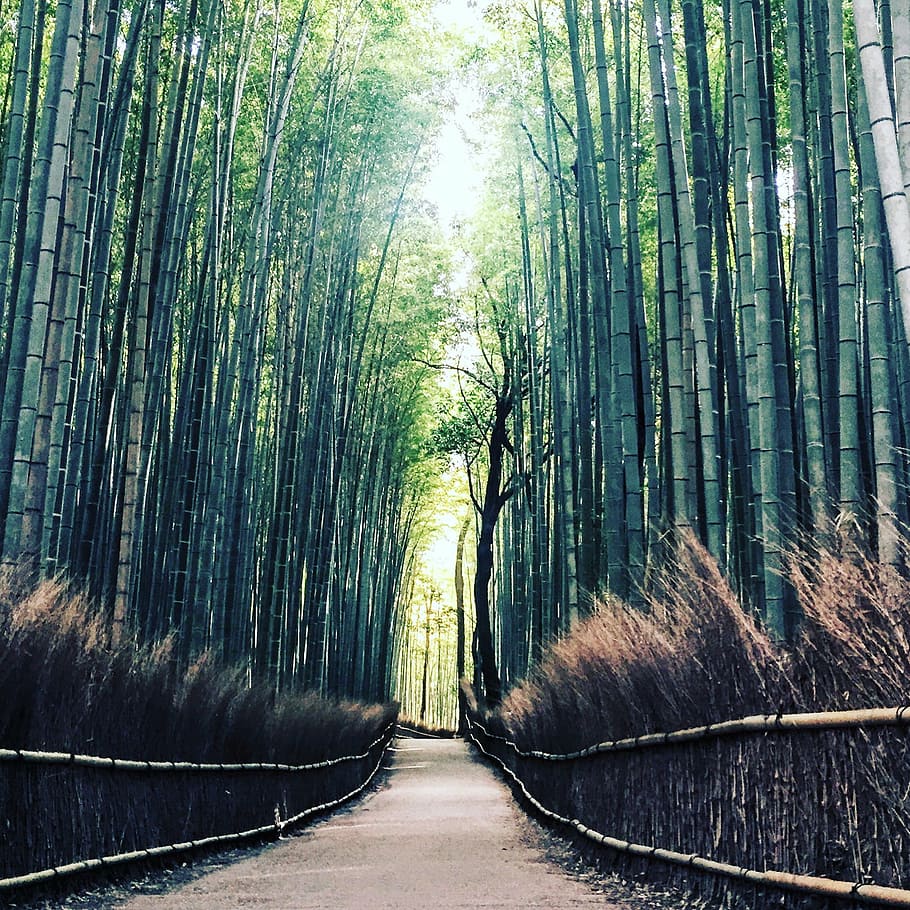 photo of green pathway in between bamboo grass at daytime, nature HD wallpaper