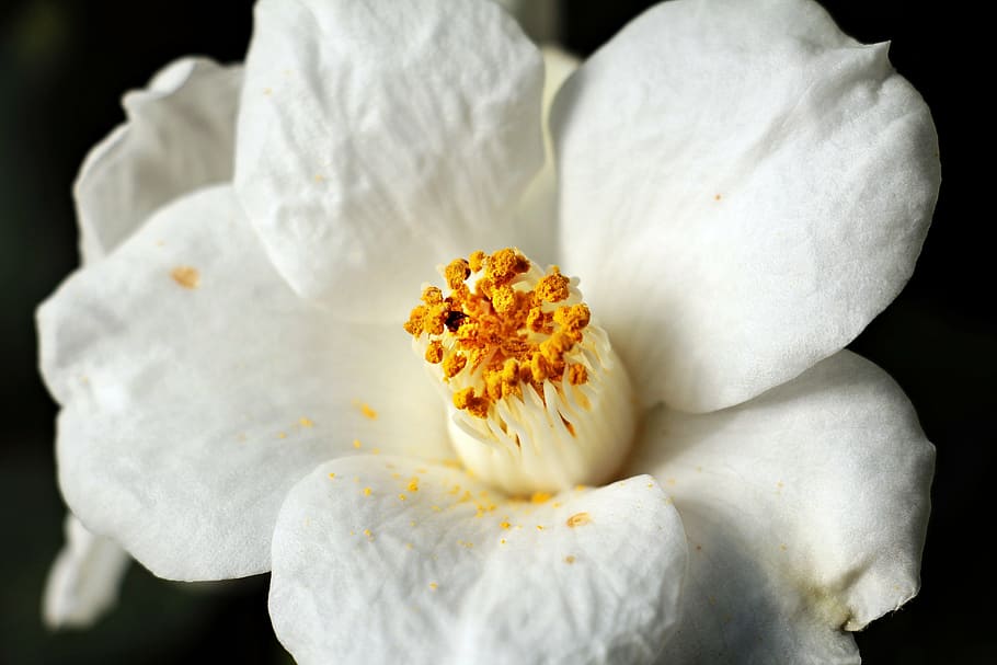 white gardenia flower, camellia, camellia flower, nature, blossom, HD wallpaper