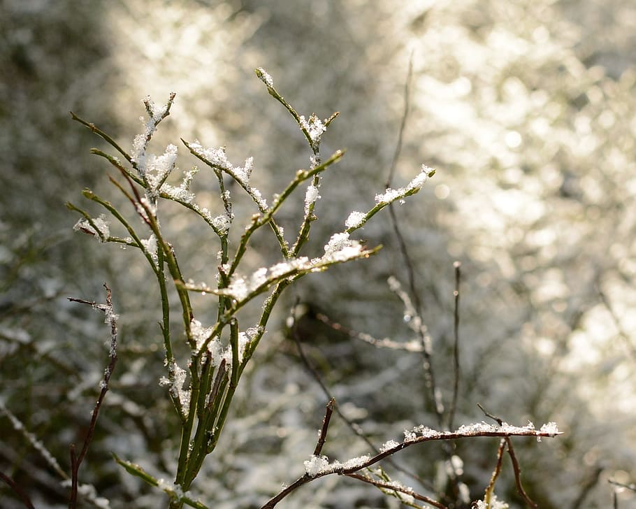 Branches, Frost, Light, Winter, Frozen, cold, hoarfrost, iced HD wallpaper