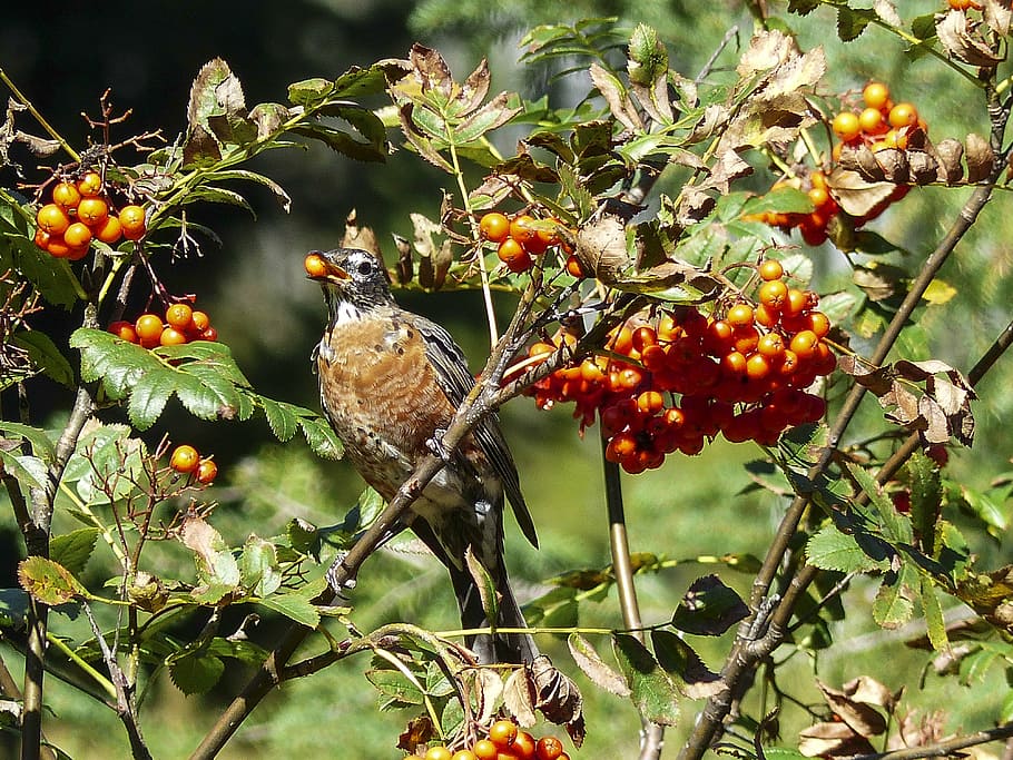 eating, red robin, bird, feathered, rowan berries, tree, forest HD wallpaper