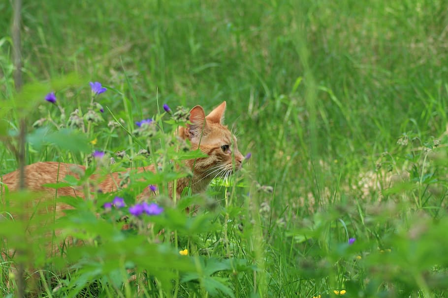 summer, cat, nature, animals, fur, pets, flowers, cat face HD wallpaper
