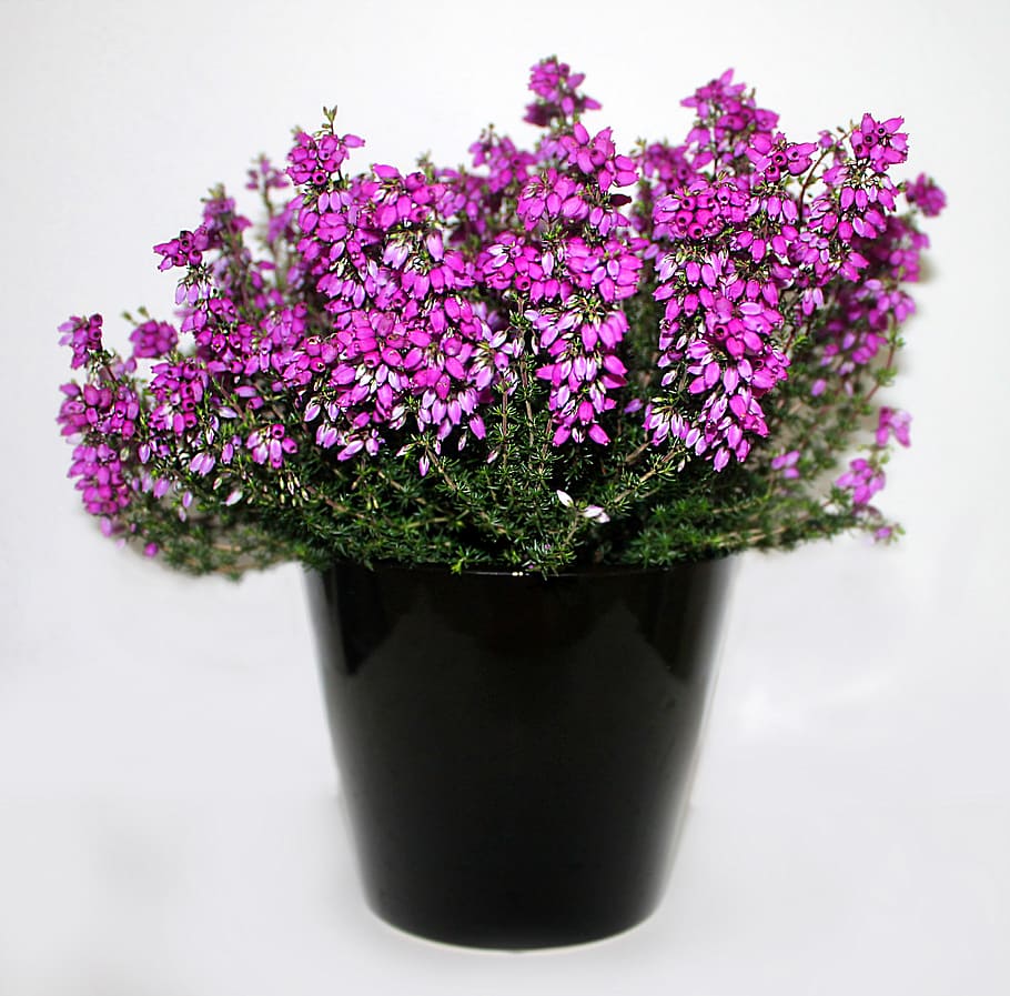 heather, flower, purple, plant, flowers, pink, potted plant, HD wallpaper