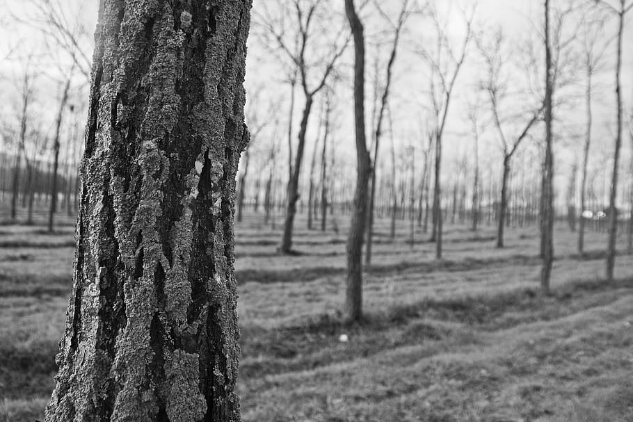 tree, park, bark, branches, trunk, tree trunk, plant, land HD wallpaper
