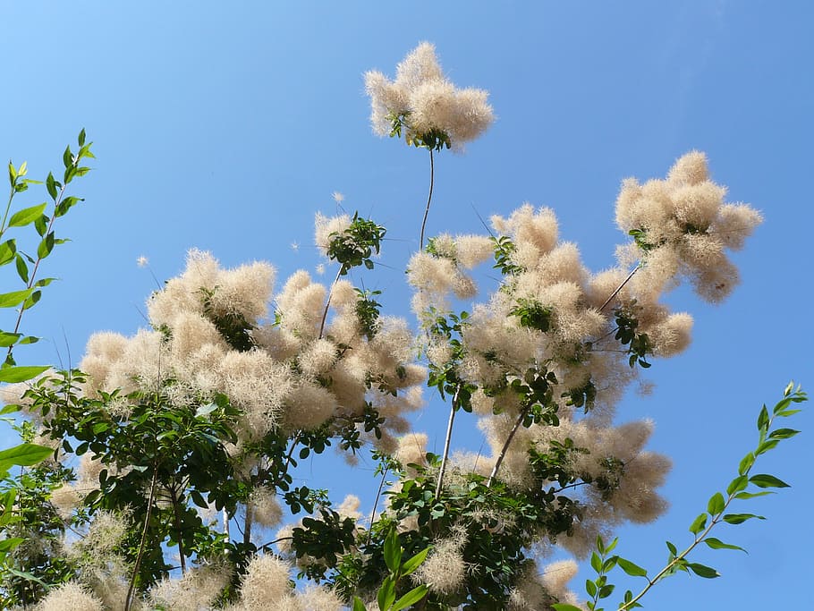 cotinus, nature, flowers, sky, plants, summer, blue, flowering plant HD wallpaper