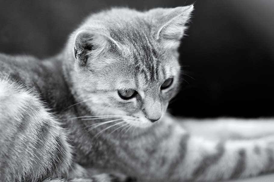 cat, kitten, pet, cute, eyes, feline, hair, domestic animal HD wallpaper