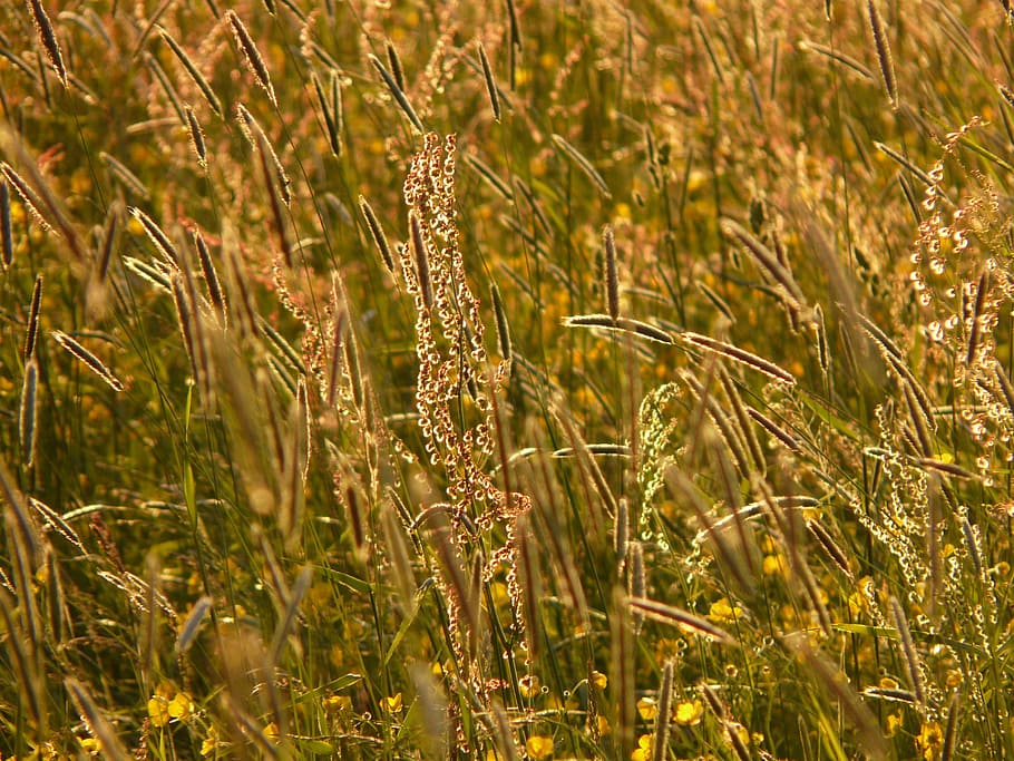 Meadow, Food, Grasses, chuck meadows, blades of grass, meadows sauerampfer, HD wallpaper