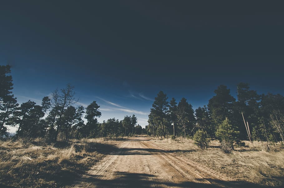 pathway between trees, daylight, forest, grass, landscape, nature HD wallpaper