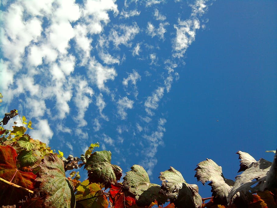 leaves, autumn, fall, sky, clouds, background, cloud - sky HD wallpaper