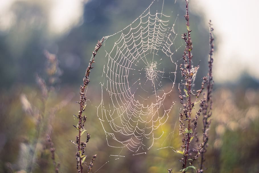 cobweb, spider's web, dry plants, drops, rosa, meadow, haze HD wallpaper