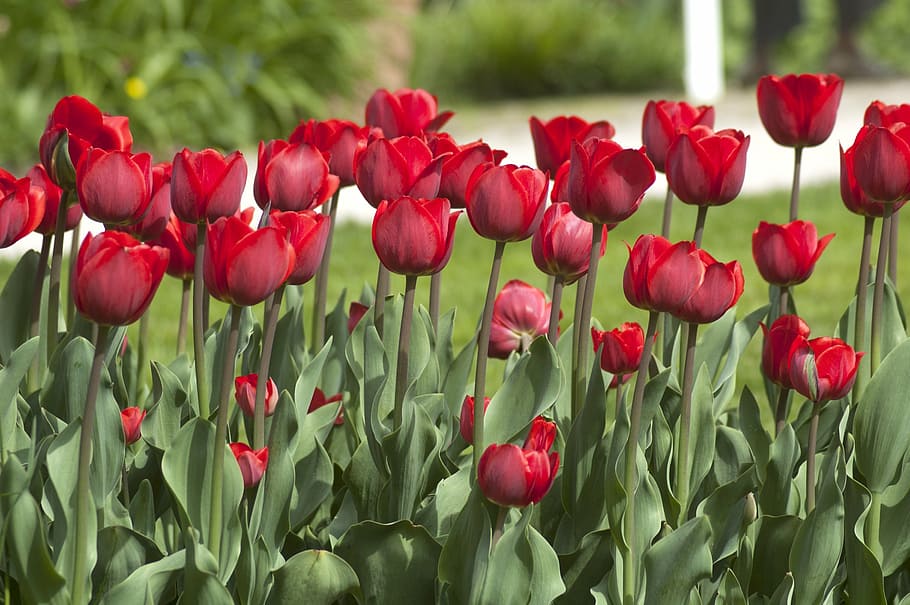 tulip, flower, red, leaf, tulip spring, petal, plant, flowering plant HD wallpaper