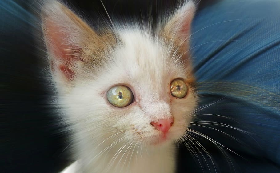 close-up photo of white and orange kitten, cat, animals, pet HD wallpaper