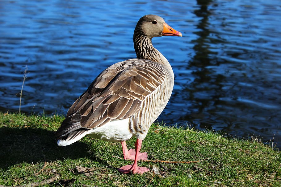 duck, animal, river, away, pond, water, water bird, poultry, HD wallpaper