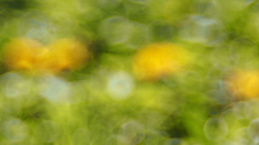 plant, nature, live, backgrounds, beauty in nature, no people HD wallpaper