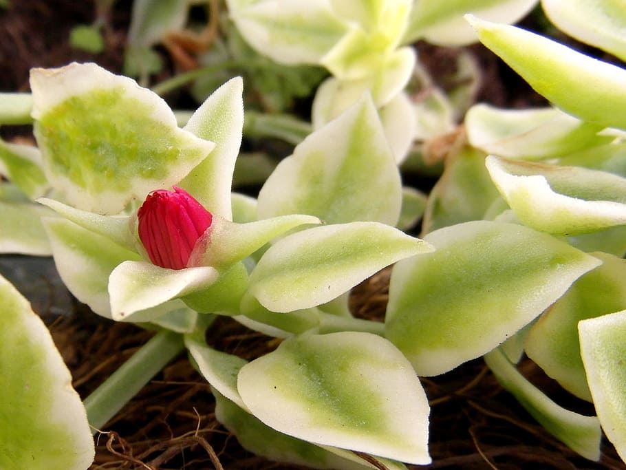 nature, plant, flower, leaf, beauty in nature, growth, flowering plant HD wallpaper
