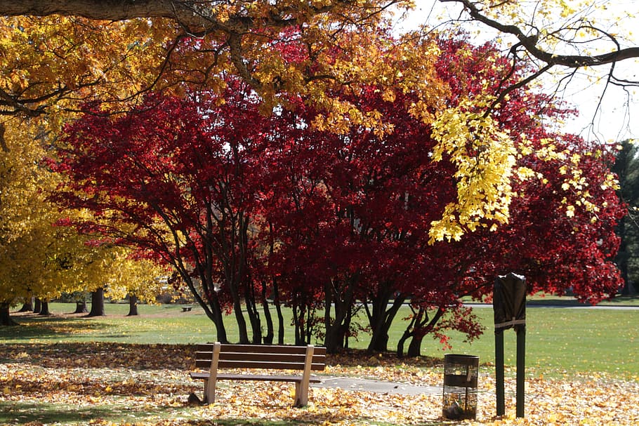 Nature, Trees, Outside, Landscape, Park, sunny, outdoor, green HD wallpaper
