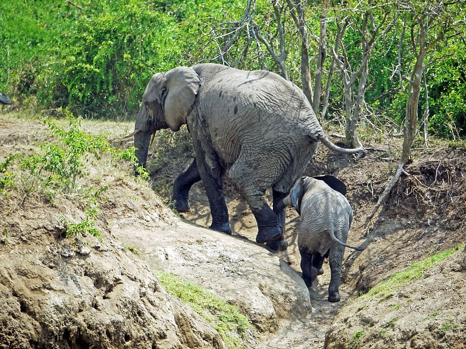 elephant, uganda, upward, climb, animals, baby, young, hiking HD wallpaper