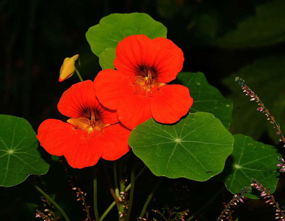 Page 2 | Nasturtiums 1080P, 2K, 4K, 5K HD wallpapers free download