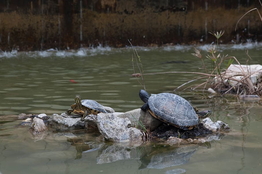 animals, turtles, turtle pond, water, animal wildlife, lake HD wallpaper
