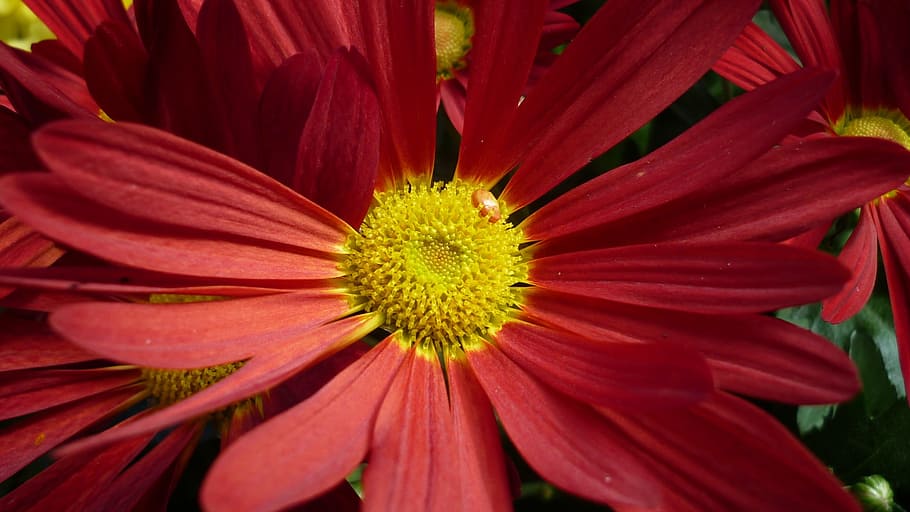 gerbera, flower, blossom, bloom, red, garden, late summer, flowering plant HD wallpaper