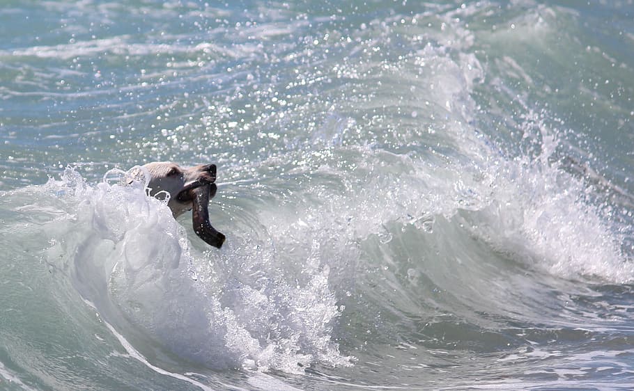Dog, Action, Surf, Batons, Wave, Play, fun, swim, water, sea HD wallpaper
