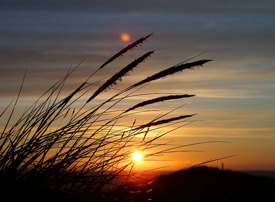 silhouette of grass during sunset, wheat, plants, dune, denmark, HD wallpaper