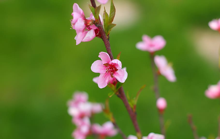 flower, plant, nature, spring, garden, bloom, closeup, flowers HD wallpaper