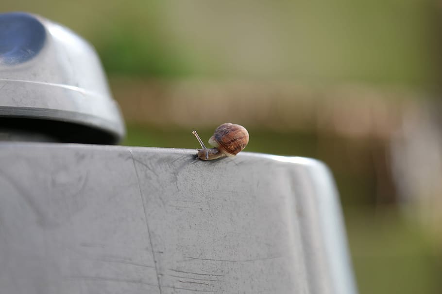 Animal, Snail, Nature, Miniature, tiny, one animal, animals in the wild HD wallpaper